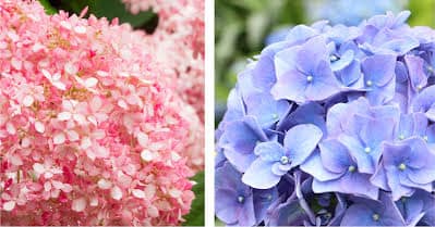 Best Fertilizer for Summer Hydrangeas Bloom!