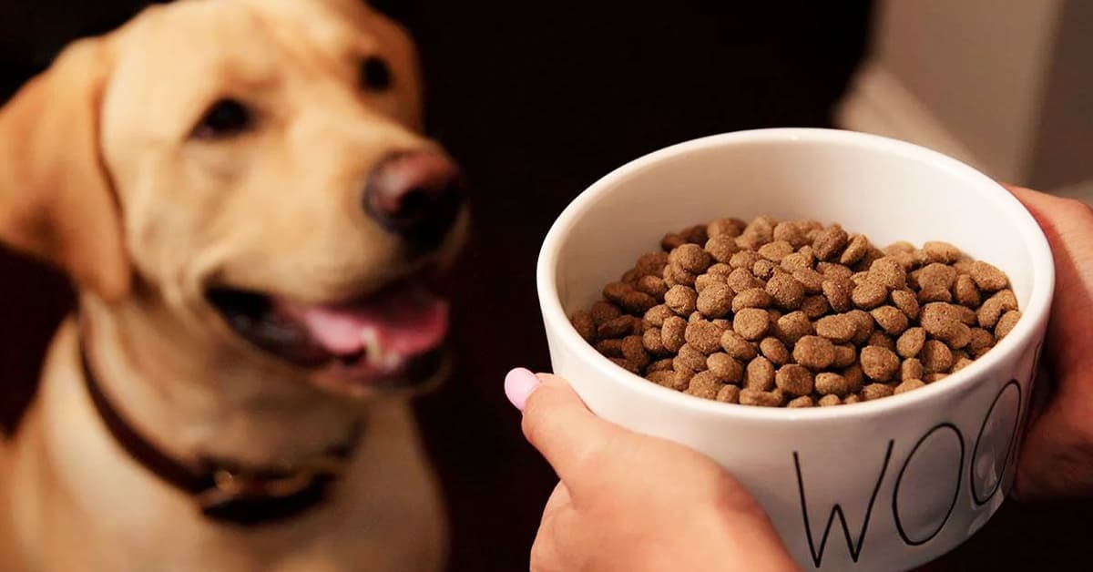 Best Dog Food: Life Protection Formula