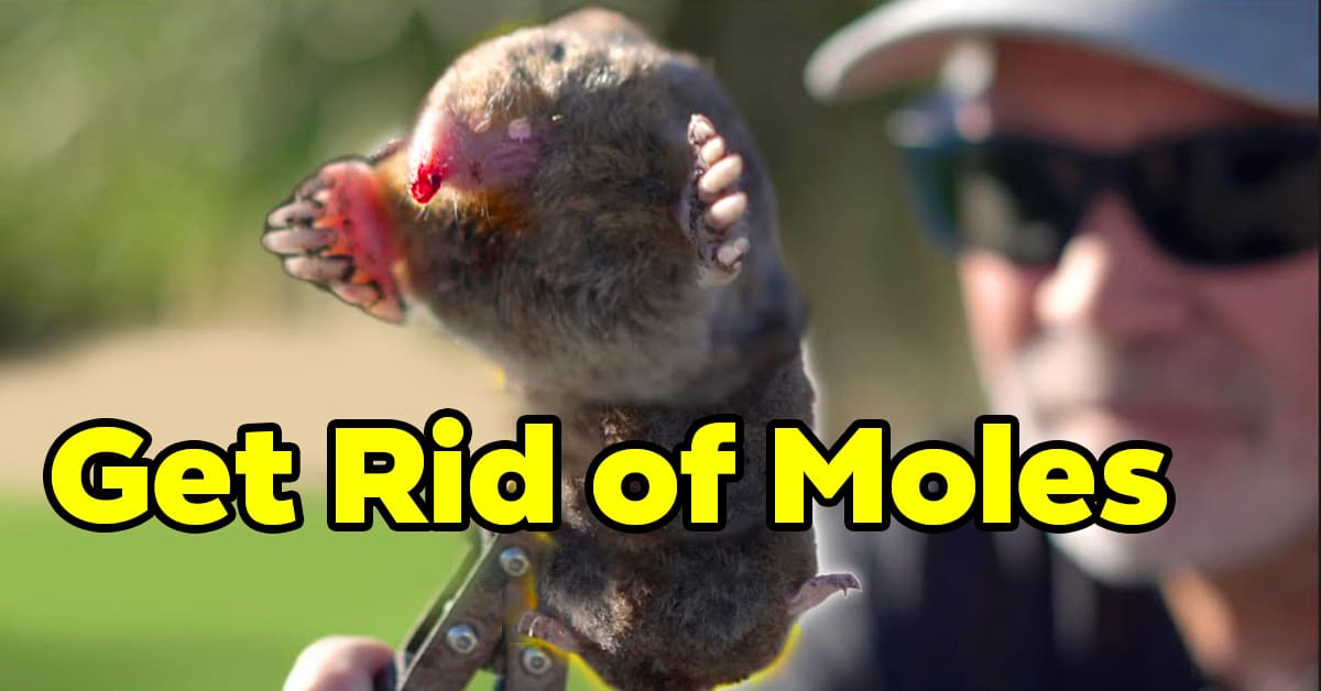 2024 The Latest Authoritative Tips: Permanently Get Rid of Moles in Your Yard