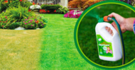 How to Get Your Lawn Green Fast